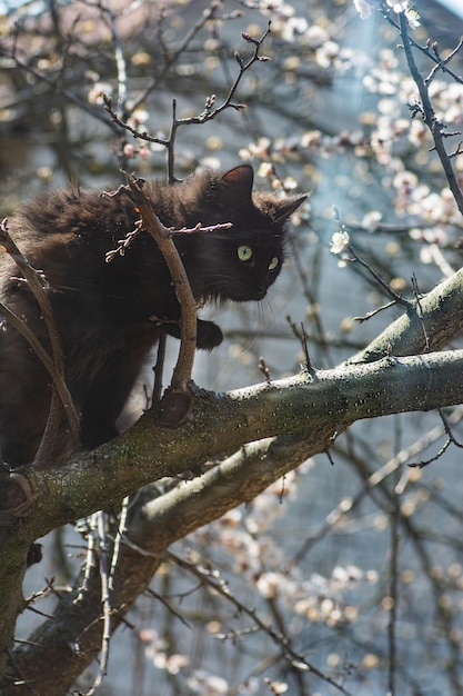 Cat climbing a tree and comes down from the tree Cat on the tree with pink white flowers