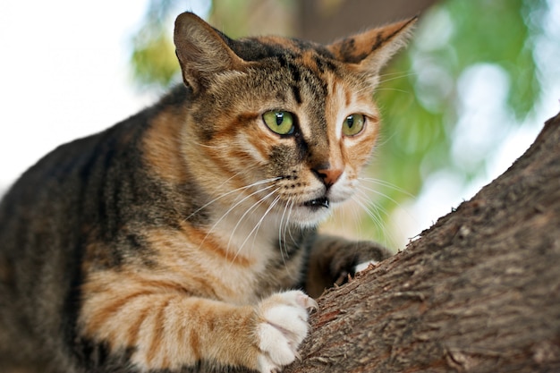 Cat climbing on a tree