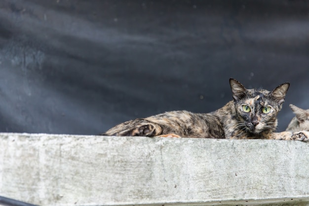 Cat on the concrete fence. 