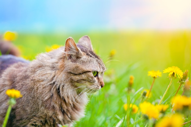 Cat on dandelion meadow