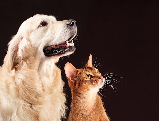 Cat and dog, abyssinian kitten, golden retriever looks at right