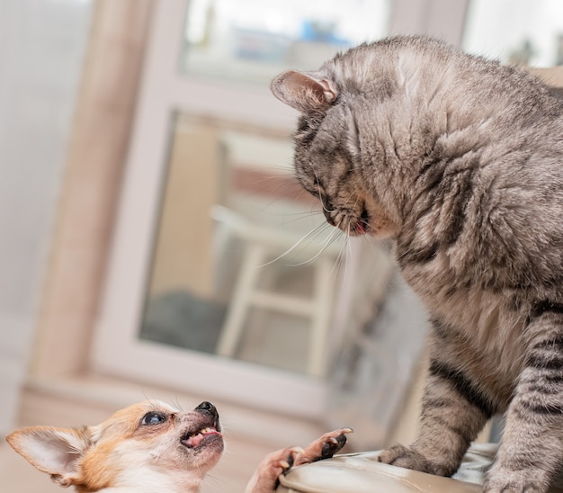 Cat and dog bared their teeth before a fight