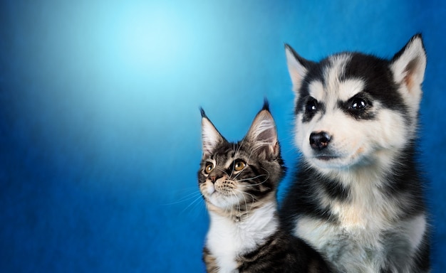 Cat and dog, maine coon, siberian husky looks at left