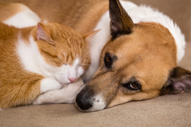 Cat and dog resting togethe. Best friends.