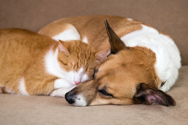 Cat and dog resting together on sofa. Best friends.