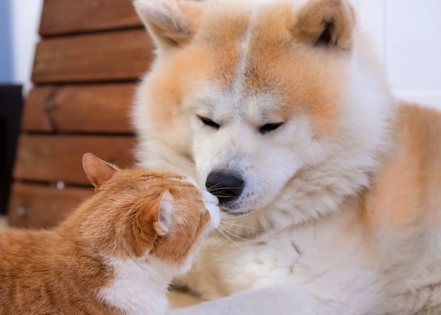 Cat and dog together on the interior floor