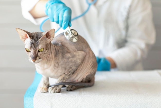 Cat of the Don Sphinx breed at the reception at the veterinarian