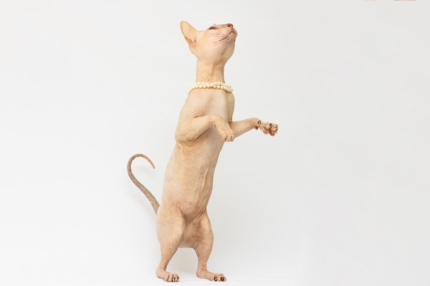 Cat, Don Sphynx breed, standing on hind paws. White background.