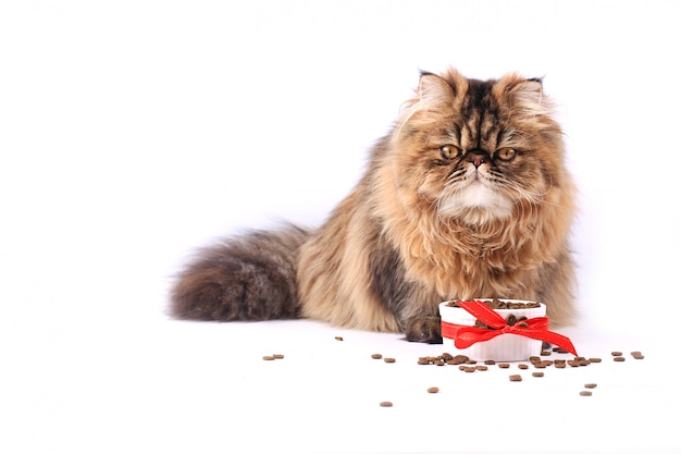 Cat eating dry food isolated on white background. persian kitten