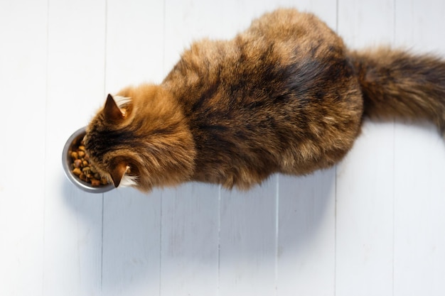 Cat eating from a bowl on white wooden planks