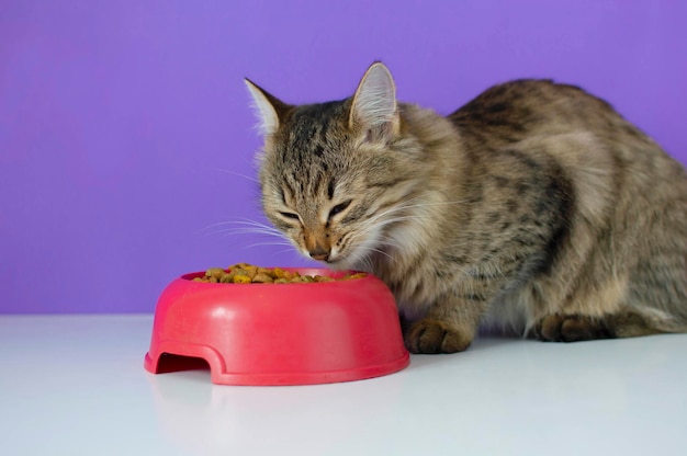 The cat eats dry food from a red bowl Adorable hungry cat wants to eat The concept of favorite pets