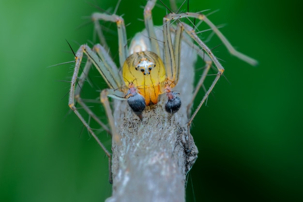 cat face spider nature macro photyograpy