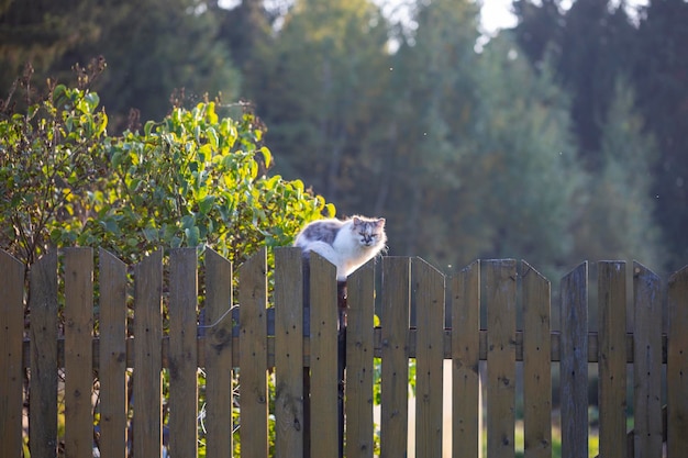 Cat on a fence Neighbors cat is staring at photographer