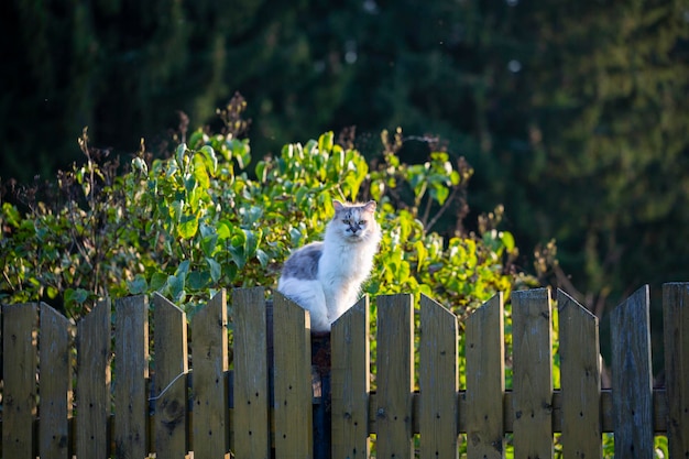 Cat on a fence Neighbors cat is staring at photographer