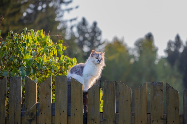 Cat on a fence Neighbors cat is staring at photographer