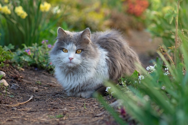 Cat in a field of flowers Beautiful cat in the garden Cat in the garden next to blooming flowers