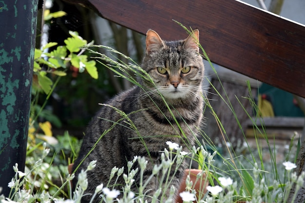 Cat in field