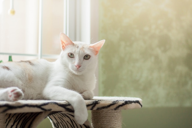 The cat fluffy white lying on the cat tree she's staring at the camera with a cute. 