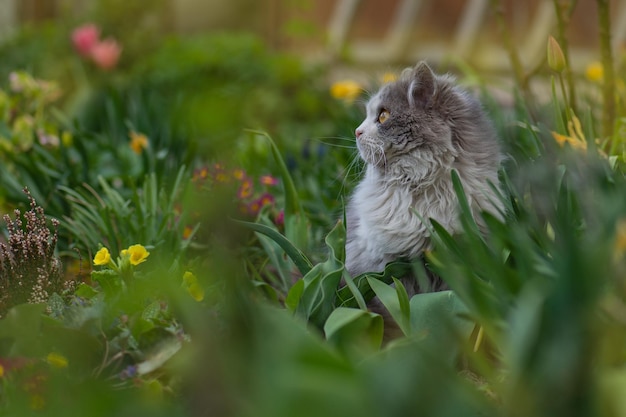 Cat on the footpath on summer green garden background