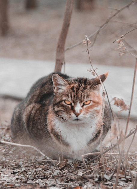 cat in the forest