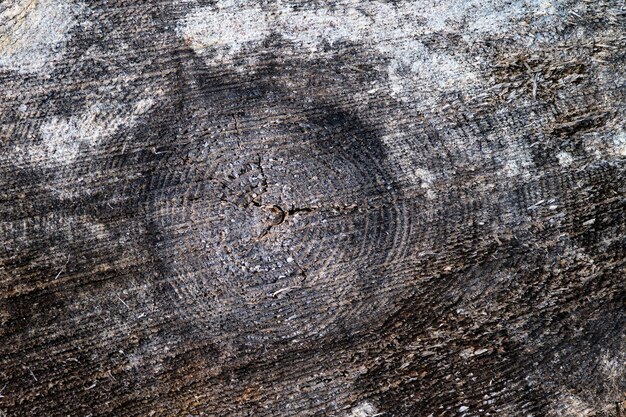 Photo cat form tree rings old weathered wood texture with the cross section of a cut log