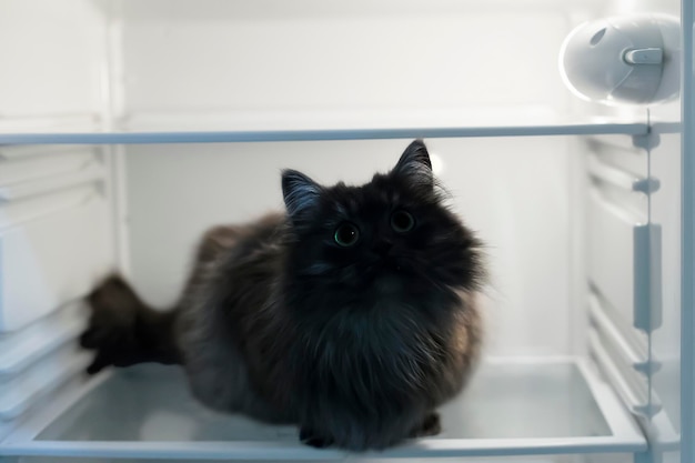 The cat in the fridge