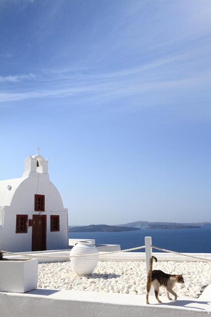 Cat in front of classical church in Santorini island