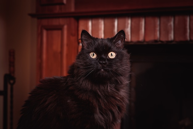 Cat in front of fireplace. The concept of comfort and kindness. Evening