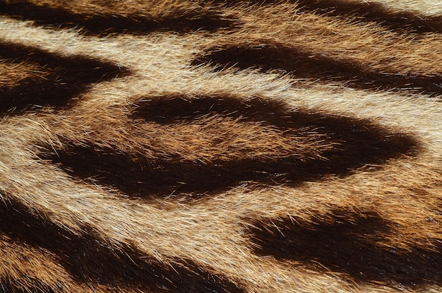 Cat fur closeup