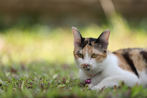 Cat in glass background