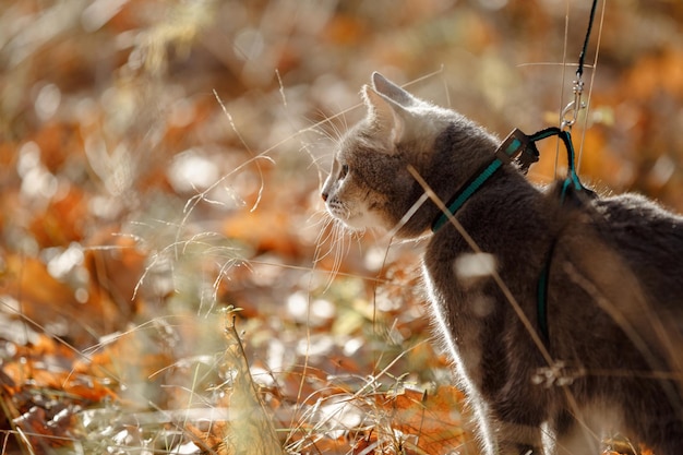 Cat gray fur closeup predator39s gaze