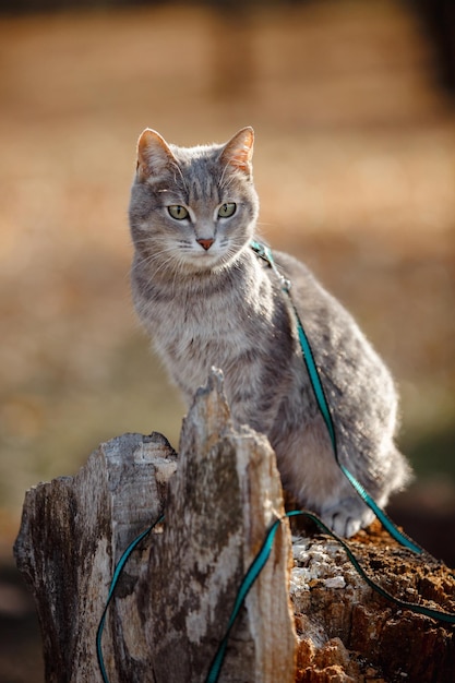 Cat gray fur closeup predator39s gaze