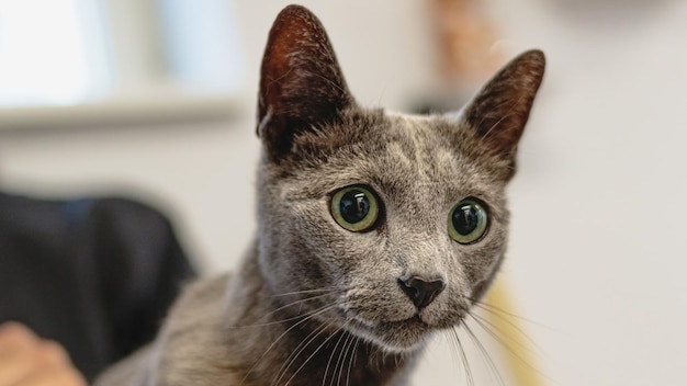 Cat grooming and brushing by professional groomer close up