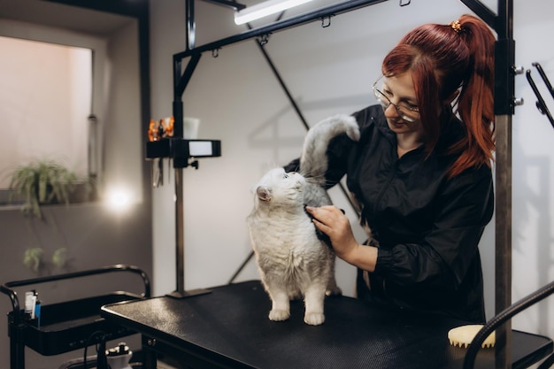 Photo cat grooming in pet beauty salon grooming master cuts and shaves a cat cares for a cat the vet uses an electric shaving machine for the cat the cats muzzle looks at the camera in closeup