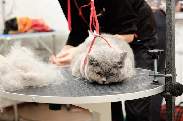 Cat grooming in pet beauty salon Grooming master cuts and shaves a cat cares for a cat