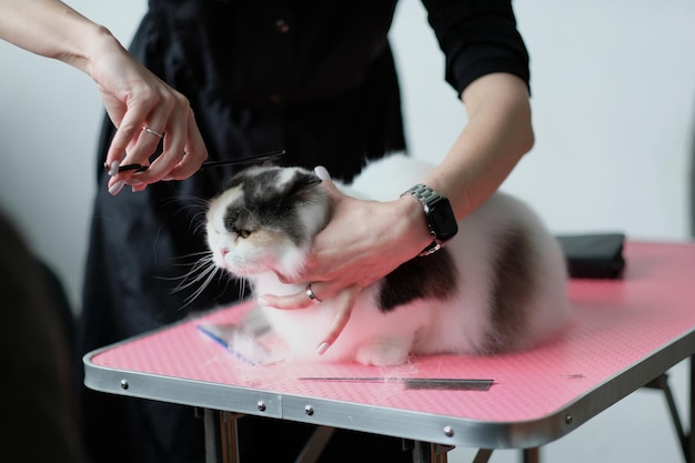 Cat grooming in pet beauty salon on the table