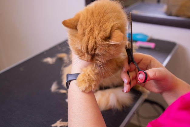 Cat grooming in pet beauty salon. The wizard uses the scissors for trimming tail.