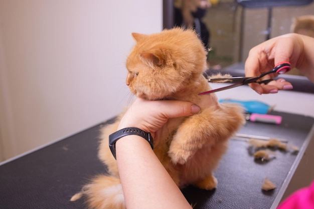 Cat grooming in pet beauty salon. The wizard uses the scissors for trimming tail.