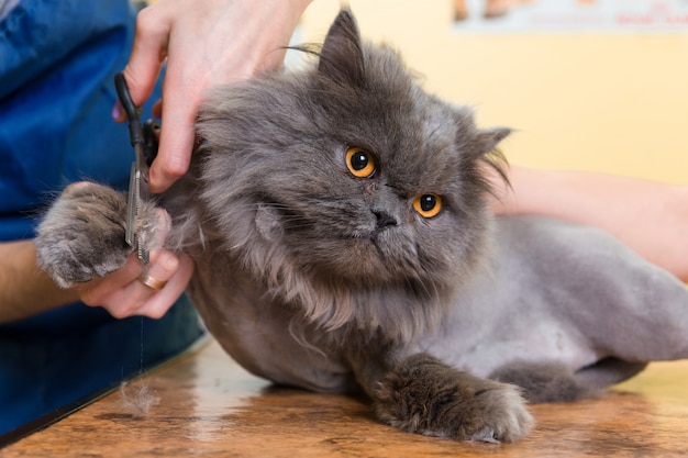 Cat grooming in pet beauty salon.