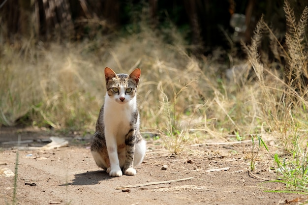 Cat on the ground with blurry grass