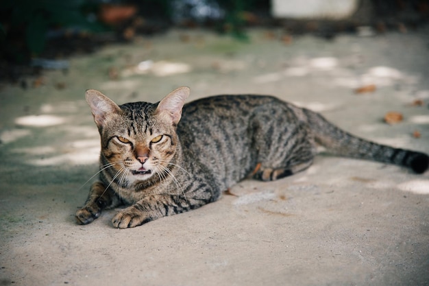 cat on the ground with closed eyes