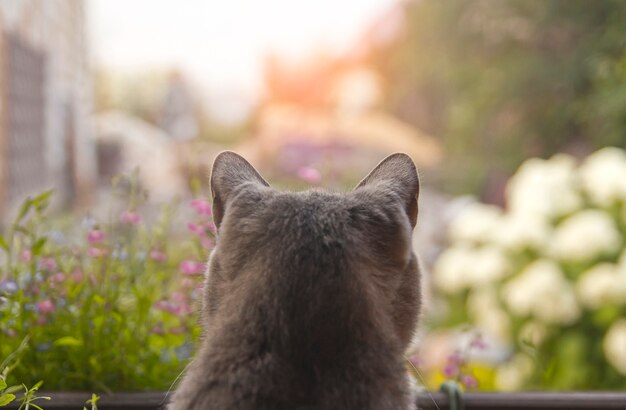 cat head on the background of the garden