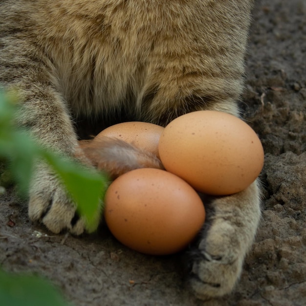 The cat hugs organic eggs with its paws Cat and chicken eggs on the ground