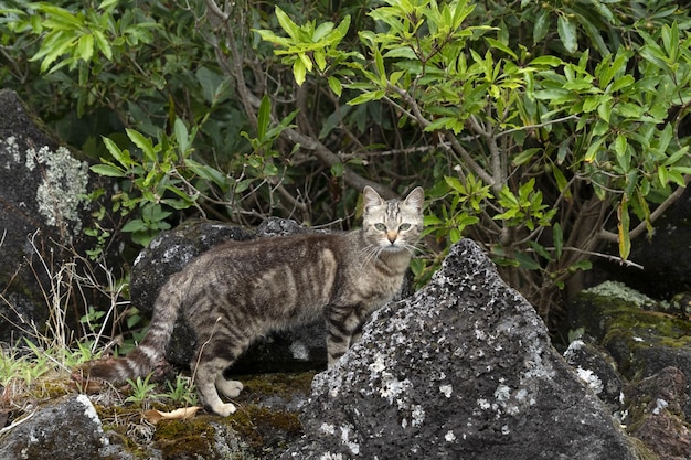 Cat hunter hunting in the wild