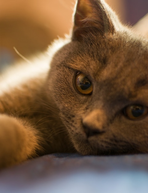 The cat is basking in the bed.