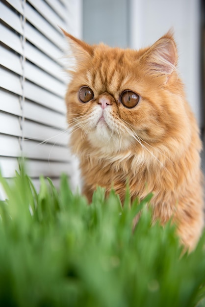 Cat is eating fresh green grass cat grass pet grass natural hairball treatment persian exotic cat