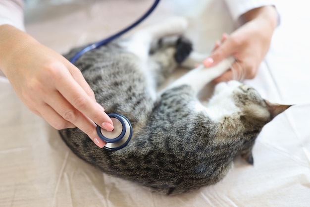 The cat is examined by the veterinarian the doctor s hands with a stethoscope on the cute