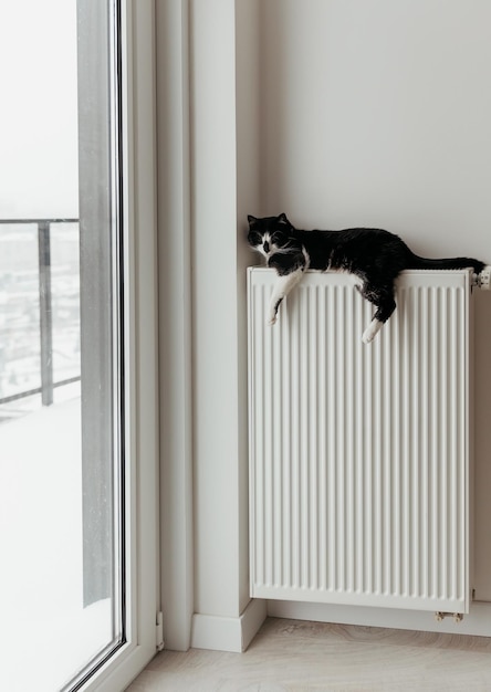 The cat is heated on a heating radiator in winter weather near a large window.