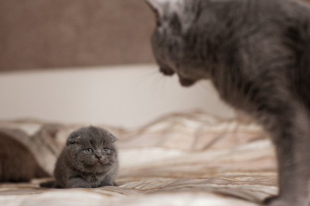 The cat is looking at his kitten.