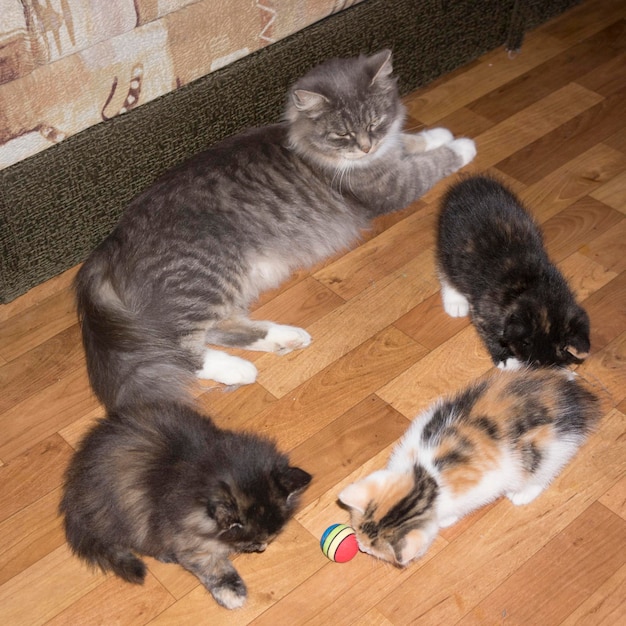 The cat is lying in a circle with three kittens